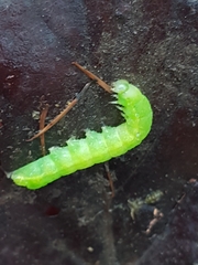 Phlogophora