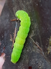 Phlogophora