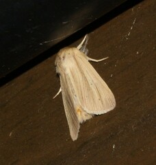 Mythimna oxygala