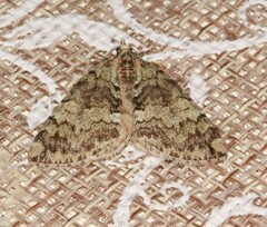 Hydriomena renunciata