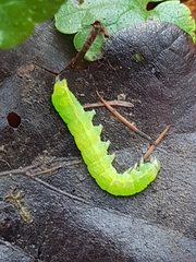 Phlogophora