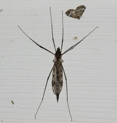 Tipula metacomet