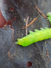 Phlogophora