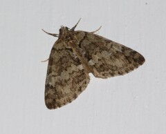 Hydriomena renunciata