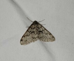 Phigalia strigataria