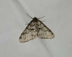 Phigalia strigataria