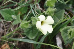 Thunbergia capensis