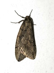 Paleacrita merriccata