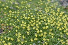 Azorella monantha