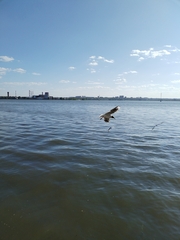 Chroicocephalus ridibundus