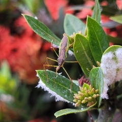 Zelus cervicalis
