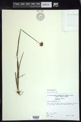 Juncus longistylis