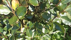 Laurus azorica