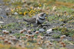 Charadrius falklandicus