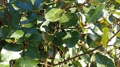 Laurus azorica
