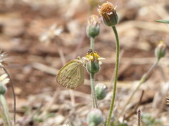 Eurema elathea