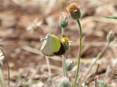 Eurema elathea