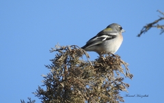 Fringilla coelebs