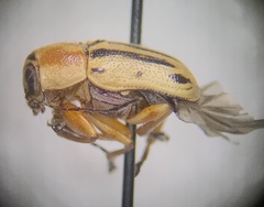 Pachybrachis bivittatus