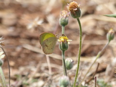 Eurema elathea
