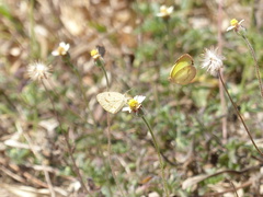 Eurema elathea