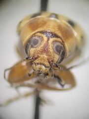 Pachybrachis bivittatus