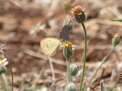 Eurema elathea