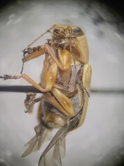 Pachybrachis bivittatus