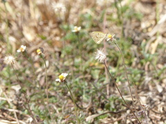 Eurema elathea