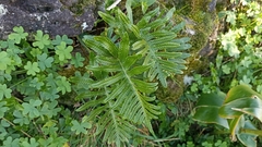 Polypodium macaronesicum azoricum