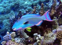 Cetoscarus ocellatus