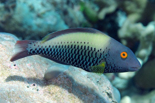 Spotted Parrotfish