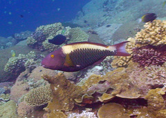 Cetoscarus ocellatus