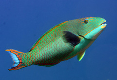 Cetoscarus ocellatus