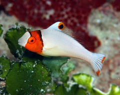 Cetoscarus ocellatus