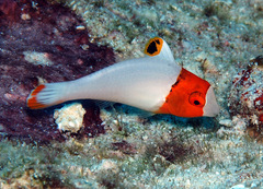 Cetoscarus ocellatus