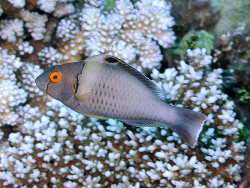 Spotted Parrotfish
