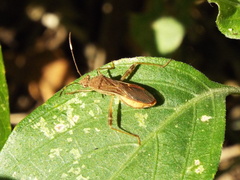 Burtinus notatipennis