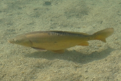 Cyprinus carpio carpio