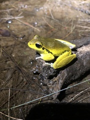 Ranoidea lesueuri
