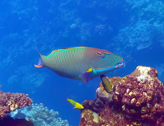 Cetoscarus ocellatus
