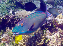 Cetoscarus ocellatus