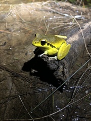 Ranoidea lesueuri