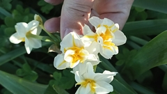 Narcissus tazetta