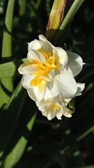 Narcissus tazetta