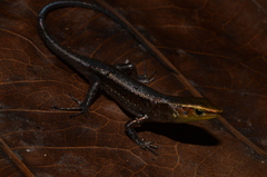 Emoia obscura