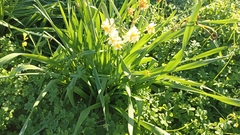 Narcissus tazetta