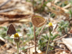 Eurema elathea