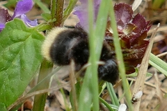 Bombus wurflenii