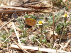Eurema elathea